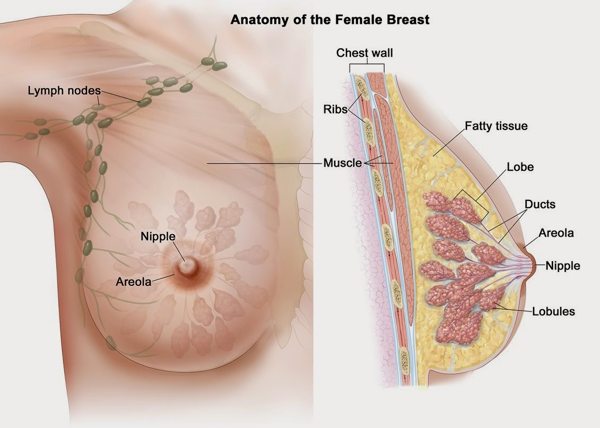 cấu tạo tuyến vú