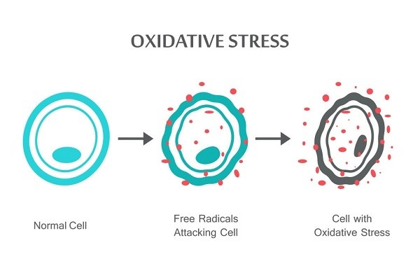 Quá trình stress oxy hóa