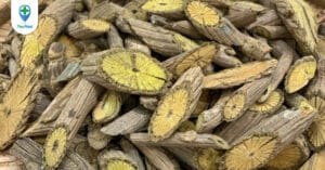 Hoàng đằng: Kháng sinh thần kỳ từ thảo dược