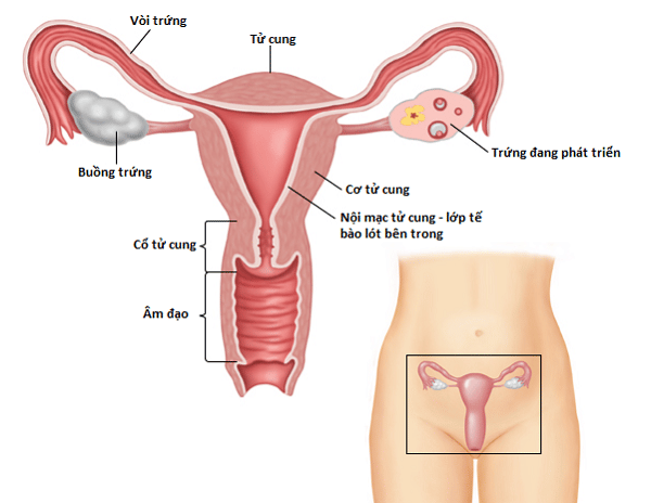 Cấu trúc khái quát của tử cung (dạ con) ở người phụ nữ