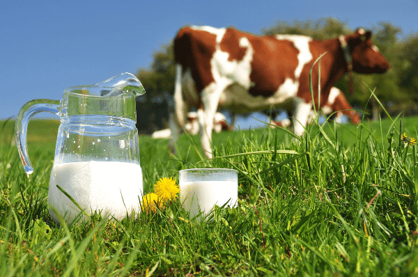 Phosphor có nhiều trong sữa bò