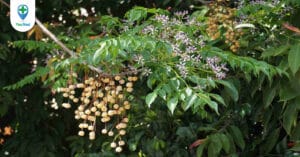 Xuyên luyện tử: Công dụng của quả Xoan ta