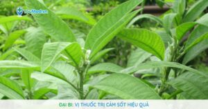 Đại bi: Vị thuốc trị cảm sốt hiệu quả