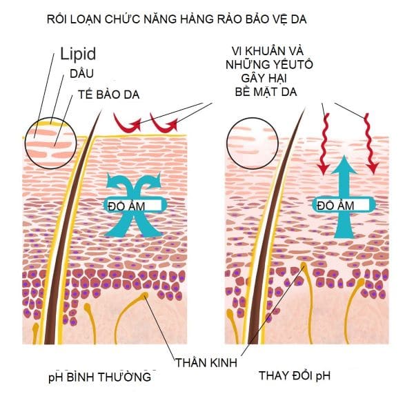 độ pH của da