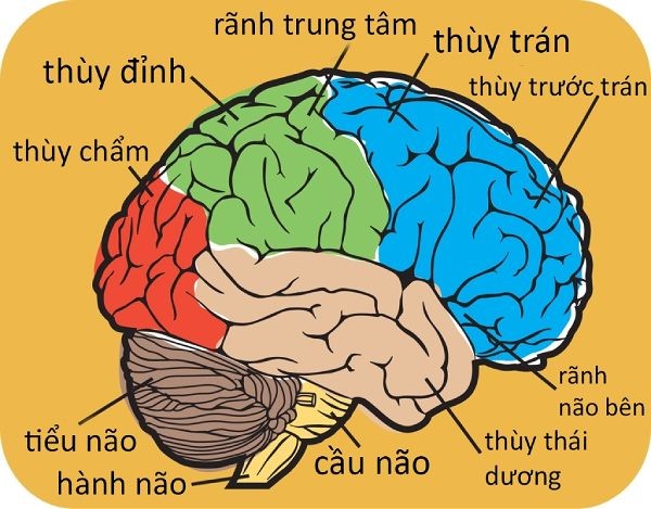 Đại não là phần lớn nhất trong bộ não của con người, và được chia thành 4 thuỳ