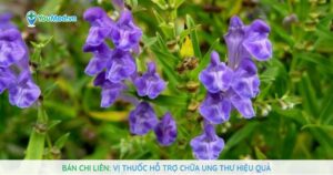 Bán chi liên: Vị thuốc hỗ trợ chữa ung thư hiệu quả