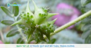 Bạch tật lê: Vị thuốc quý giúp  bổ thận, tráng dương