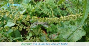 Chút chít: Vừa là món rau, vừa là vị thuốc