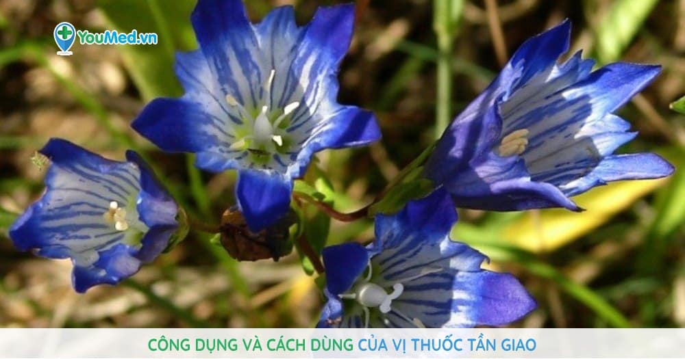Công dụng và cách dùng của vị thuốc Tần giao