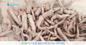 Củ Gai: Vị thuốc Nam giúp an thai, cầm máu