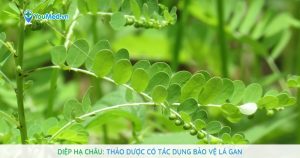 Diệp hạ châu: Thảo dược có tác dụng bảo vệ lá gan