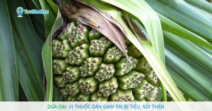 Dứa dại: Vị thuốc dân gian trị bí tiểu, sỏi thận