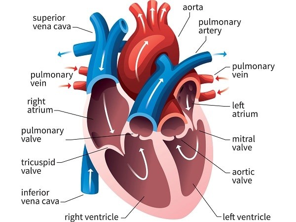 Cấu trúc các buồng tim và dòng máu chảy trong tim