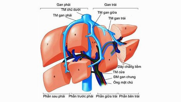 Giải phẫu gan