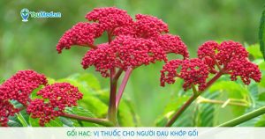 Gối hạc: Vị thuốc cho người đau khớp gối