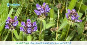 Hạ khô thảo: Loài hoa cỏ kháng viêm, làm mát cơ thể