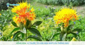 Hồng hoa: Vị thuốc từ loài hoa giúp lưu thông máu