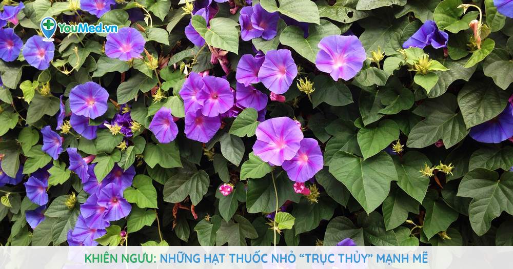Khiên ngưu: Những hạt thuốc nhỏ “trục thủy” mạnh mẽ