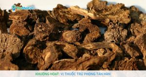 Khương hoạt: Vị thuốc trừ phong tán hàn