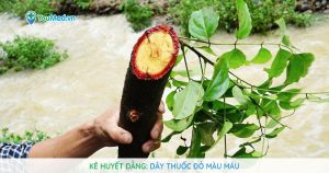 Kê huyết đằng: Dây thuốc đỏ màu máu