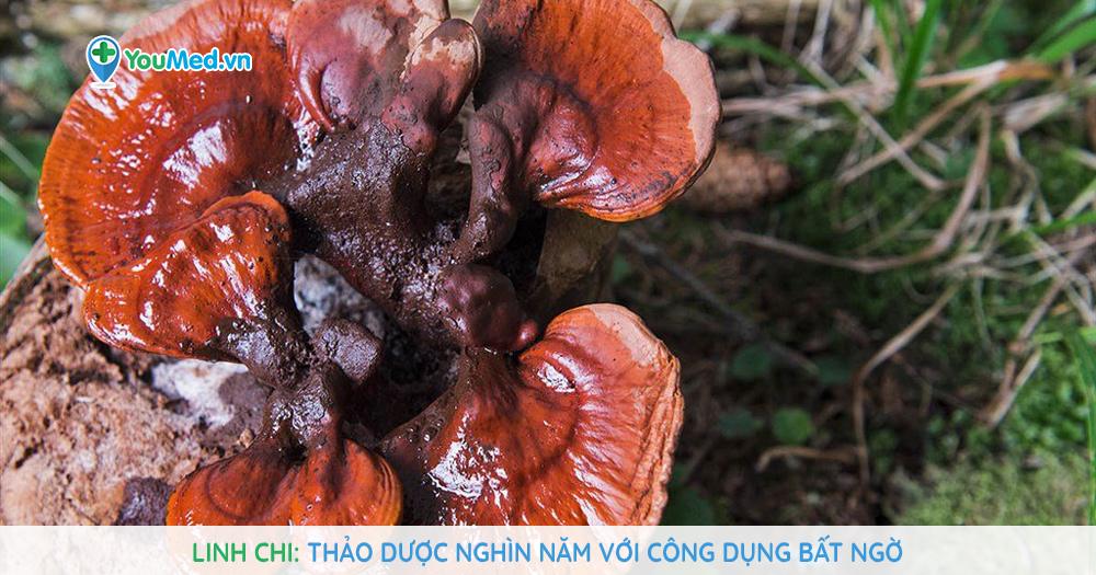 Cây linh chi thảo: Đặc điểm, Công dụng và Mẹo chăm sóc