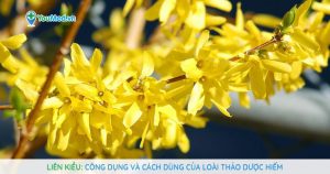 Liên kiều: Công dụng và cách dùng của loài thảo dược hiếm