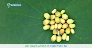 Liên nhục (hạt sen): Vị thuốc thơm bùi