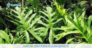 Mướp gai: Dũng sĩ bảo vệ lá gan quanh ta