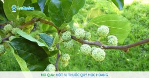 Mỏ quạ: Loại cây hoang dại được dùng làm thuốc