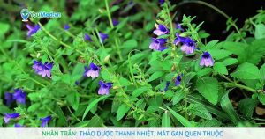 Nhân trần: Thảo dược thanh nhiệt, mát gan quen thuộc