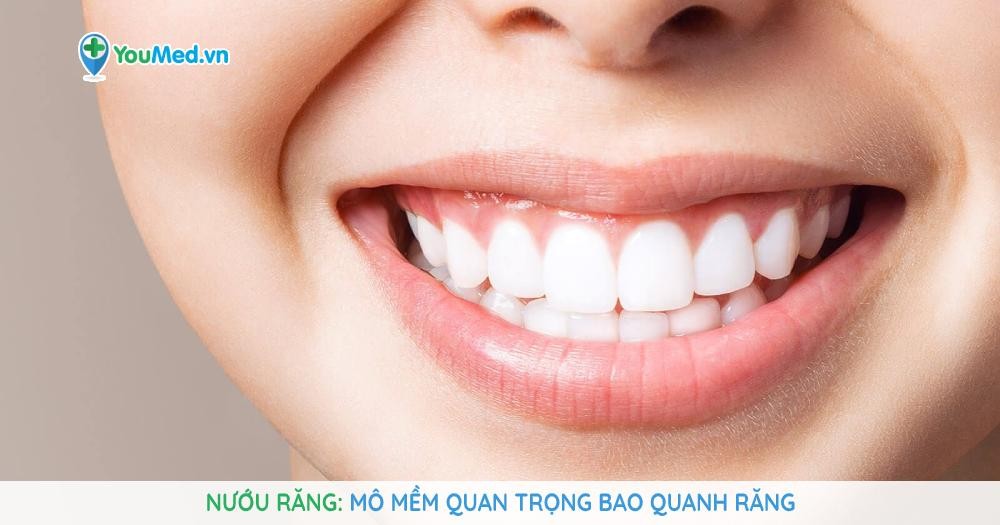 Nướu răng Mô mềm quan trọng bao quanh răng