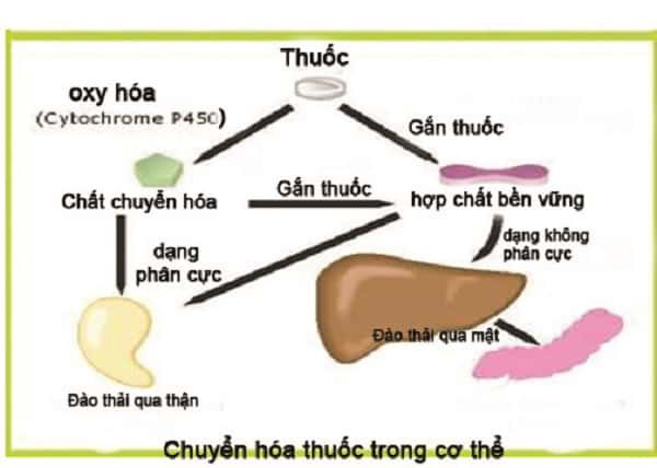 Quá trình chuyển hóa thuốc