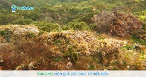 Rong mơ: Món quà sức khoẻ từ miền biển