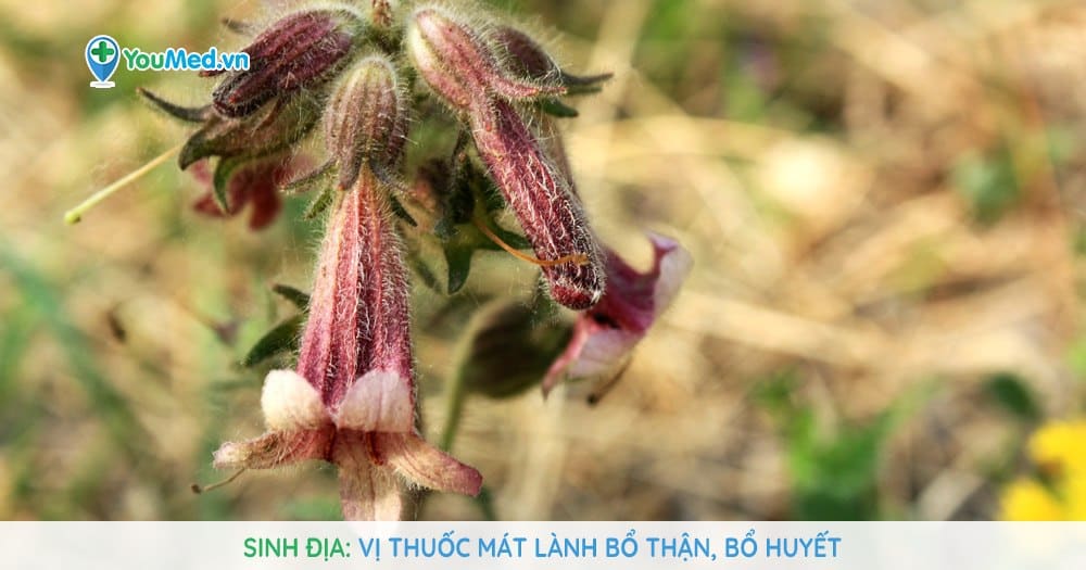 Sinh địa: Vị thuốc mát lành bổ thận, bổ huyết - YouMed