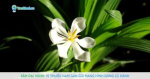 Sâm đại hành: Vị thuốc Nam gần gũi mang hình dáng củ hành