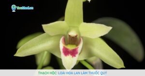 Thạch hộc: Loài hoa lan làm thuốc quý