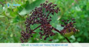 Tiền hồ: Vị thuốc hay trong trị bệnh hô hấp