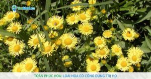 Toàn phúc hoa: Loài hoa có công dụng trị ho