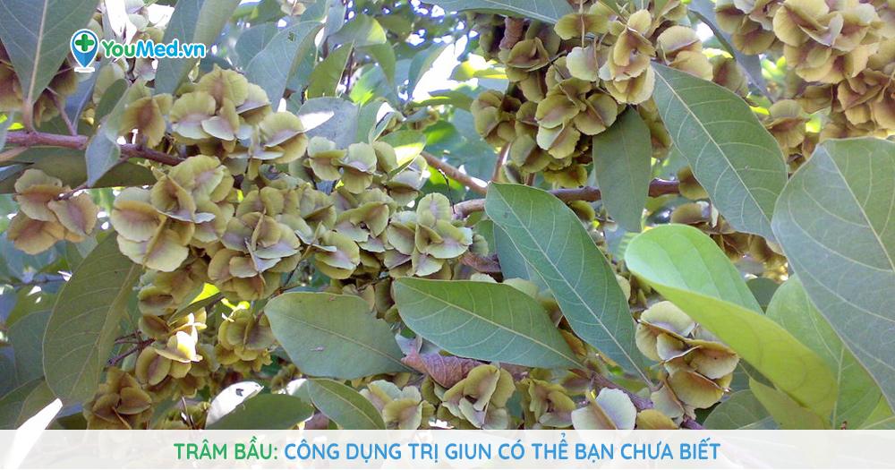 Trâm bầu: Công dụng trị giun có thể bạn chưa biết