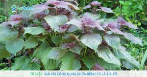Tô diệp: Giải mã công dụng chữa bệnh từ lá Tía tô