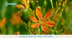 Xạ can: Vị thuốc quý trị ho, viêm họng