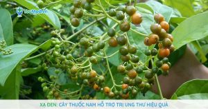 Cây xạ đen: Vị thuốc Nam hỗ trợ trị ung thư hiệu quả