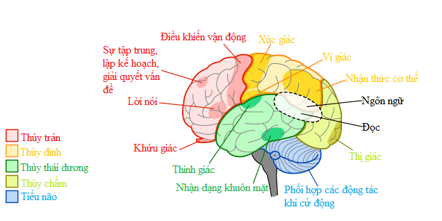 Mô hình não người mô hình giải phẫu não hệ thần kinh mô hình giải phẫu  giảng dạy VIETVALUE