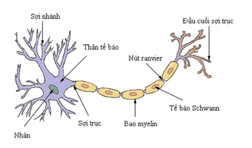 Cấu trúc tế bào thần kinh