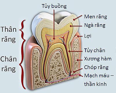 Tủy Răng Vai Trò Cấu Tạo Và Cách Chăm Sóc Hiệu Quả