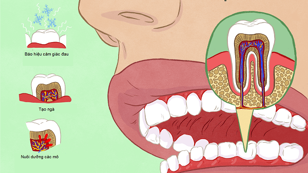 chức năng tủy răng