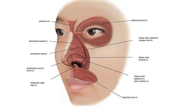 Hình ảnh các cơ ở mũi