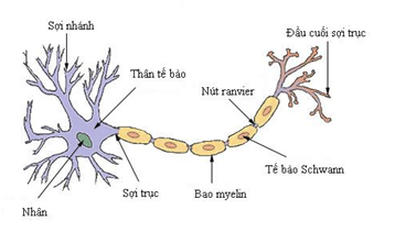 Cấu trúc tế bào thần kinh
