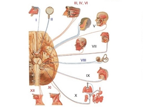 12 dây thần kinh sọ