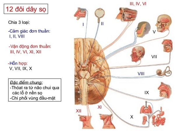 Chức năng của các đôi dây thần kinh sọ